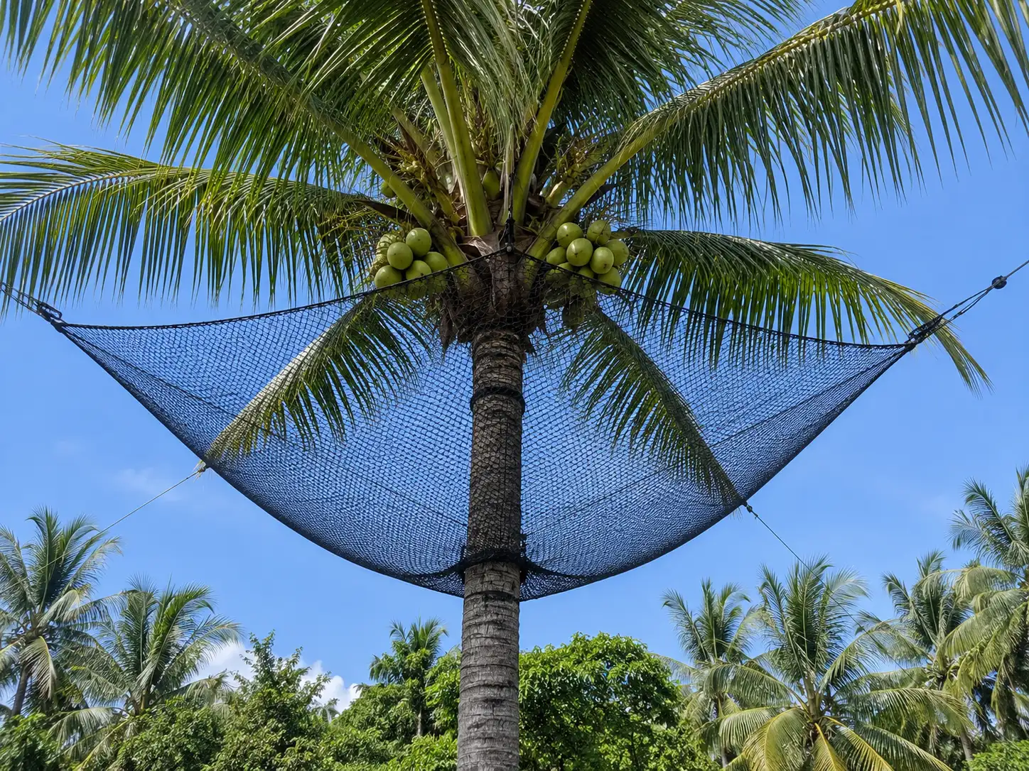 Coconut Tree Falling Fruit Catchment Safety Nets